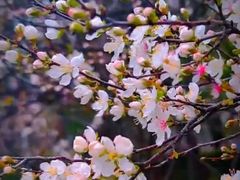 -高东镇樱花园