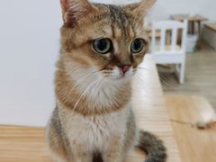 -李小姐の猫咖啡馆(五角场店)