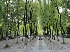 -柳浪闻莺公园