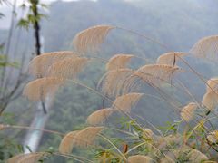 -川西竹海景区