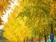 -四川大学(望江校区)