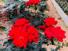 -人民公园(罗湖区)