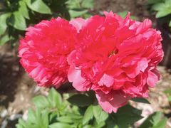-上海鲜花港