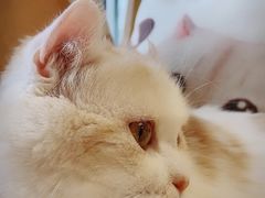 -猫和宫(六道口店)