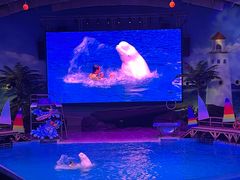 -海合安武汉极地海洋公园