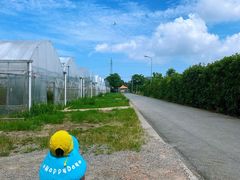 -前小桔亲子创意农场·草莓采摘·露营烧烤