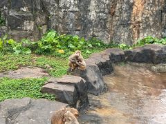 -海南热带野生动植物园