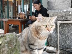 -喵屿·大理花园猫咖