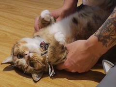 -啵啵喵·猫咖(攀华国际店)