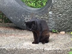 -神户市立六甲山牧场