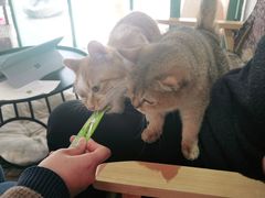 -喵屿·大理花园猫咖