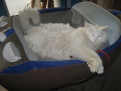 -Babycat私家御饼屋(龙头路一店)