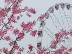 -顾村公园