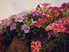 -上海植物园-4号门售票处