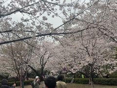 -武汉大学-樱园