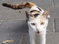 -创凡宠物医院·骨专科  猫科中心(西乡分院)