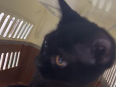 -宠福鑫康馨动物医院·骨科·眼科