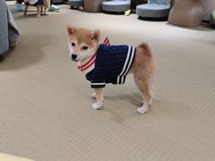 -逗柴咖啡屋·狗咖猫咖宠物桌游
