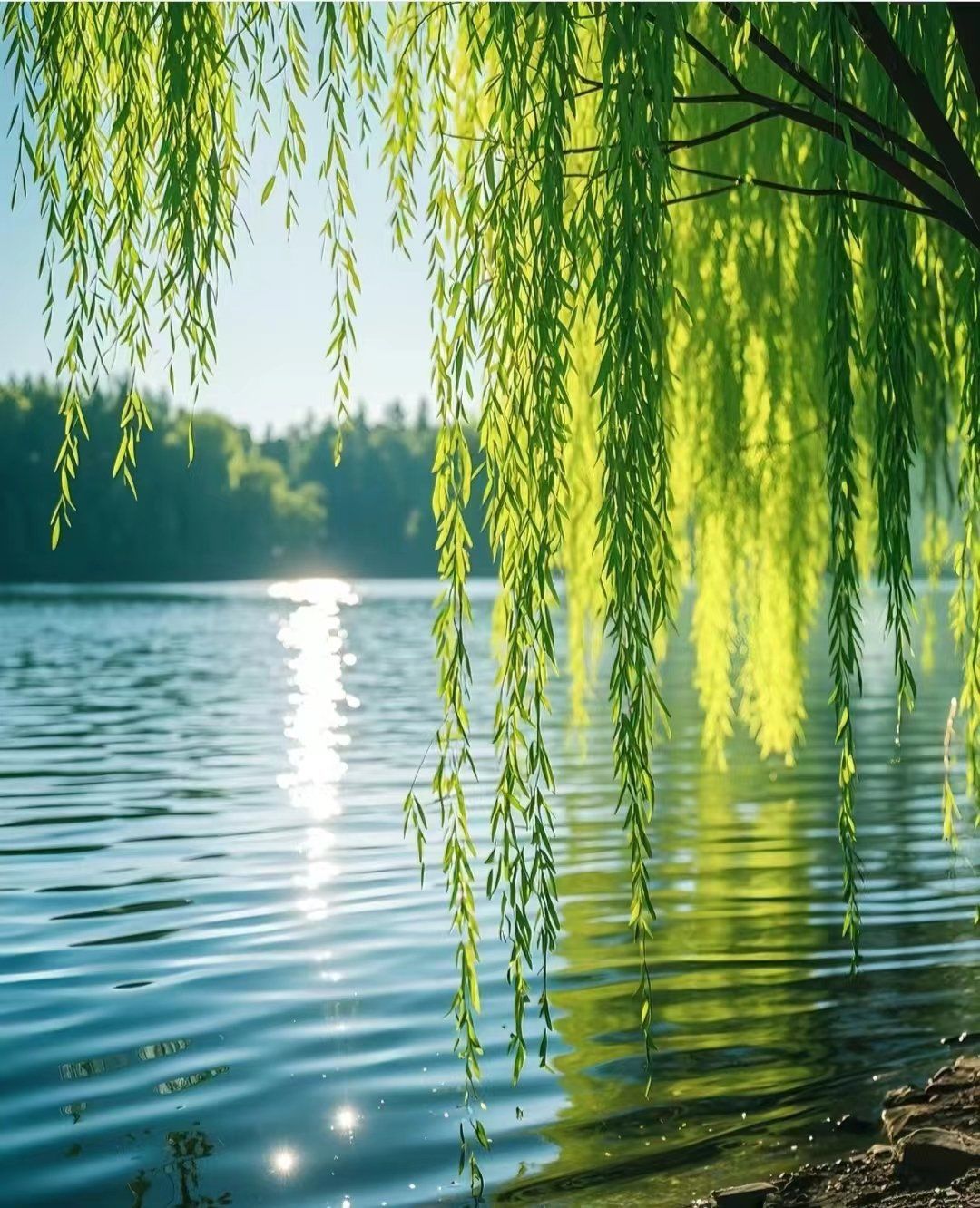 天天领红包 杨柳枝条轻轻垂挂,犹如翠绿的珠帘,随风摇曳