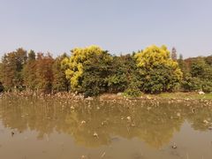 -海珠湖公园