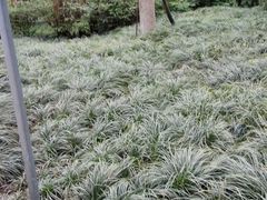 -神仙树公园
