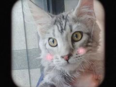 -十年猫舍·猫咪专门店(普陀店)