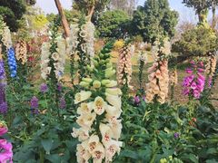 -东莞植物园