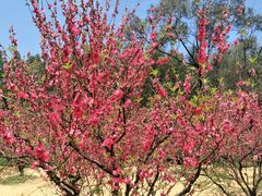 -南国桃园旅游度假区