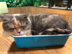 -藦茜花园宠物主题亲子互动体验馆(国顺东路店)