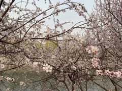 -桃花堤公园