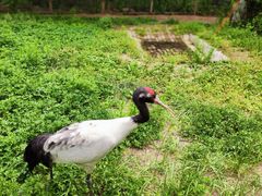 -青藏高原野生动物园