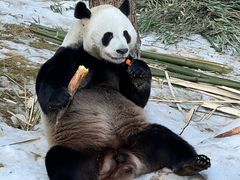 -栾川竹海野生动物园