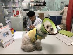 -成都民大动物医院