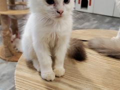 -楼上猫咖(罗湖店)