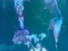-海合安成都极地海洋公园
