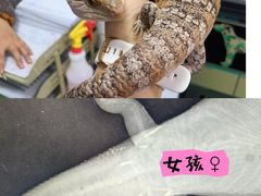 -北京观赏动物医院·24小时大型综合·猫专科·异宠专科