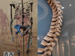 -国家自然博物馆