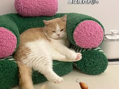 -萌兽医馆·犬猫专科·眼科中心·宠物医院(朝阳门分院)