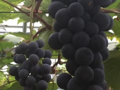 -海堤葡萄园中小学生研学基地