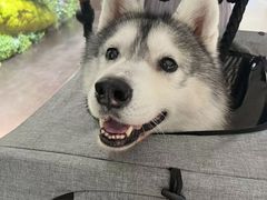 -瑞派申生动物医院·24H夜诊·国际动物医疗中心·骨外科(吴中路店)