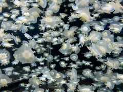 -太平洋海底世界