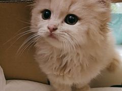 -唐小姐の猫狗洗护·购宠旗舰店(周浦万达店)