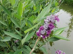 -白鹭湾湿地公园