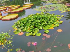 -国家植物园南园