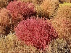 -春花秋色城市公园