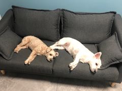 -纳吉亚猫专科动物诊疗中心(蒋宅口分院)