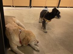 -百好乐宠物友好餐厅(朝外大街店)