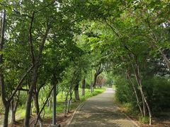 -大兴滨河森林公园