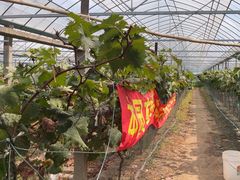 -马陆小张葡萄园农家乐