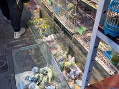 -青石桥花鸟鱼虫市场(叠翠城店)